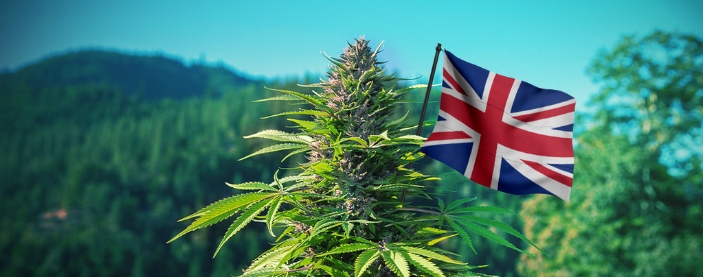 Las Mejores Cepas De Cannabis De Exterior Para Cultivar En El Reino Unido