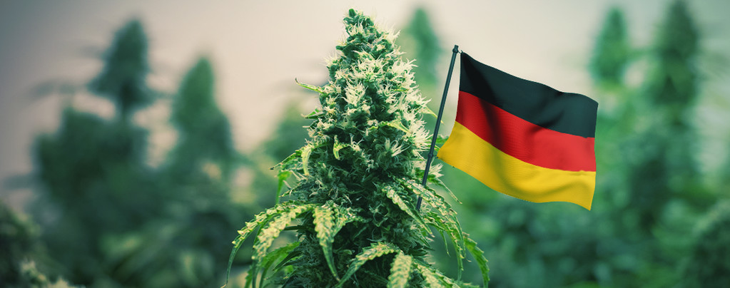 Mejor Hierba Para Cultivar En Alemania