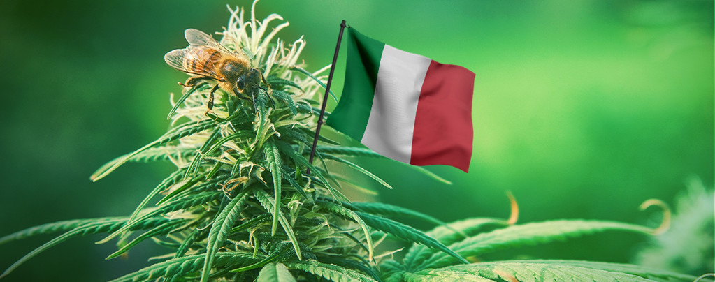 Las Mejores Semillas De Cannabis Italia