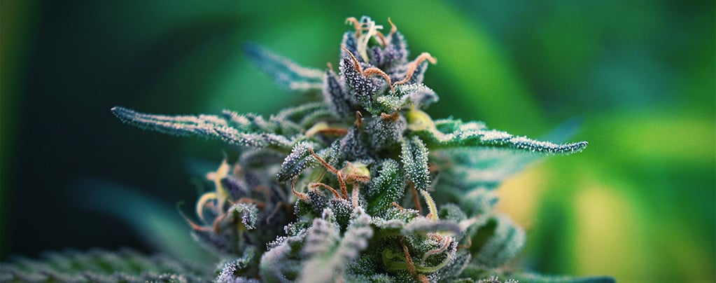 Las Mejores Cepas De Cannabis Ricas En CBD Y THC Para Aliviar El Dolor