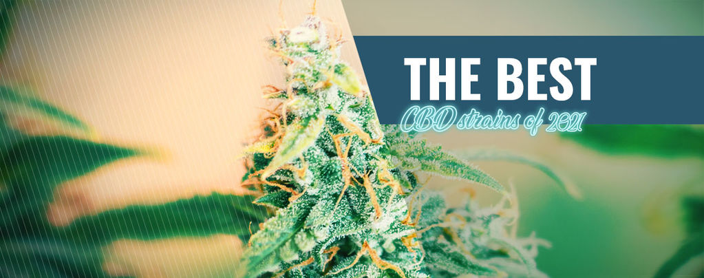 CBD para cultivar en casa