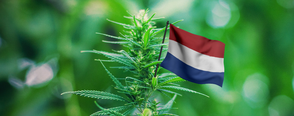 Las Mejores Cepas De Exterior Para Cultivar En Los Países Bajos
