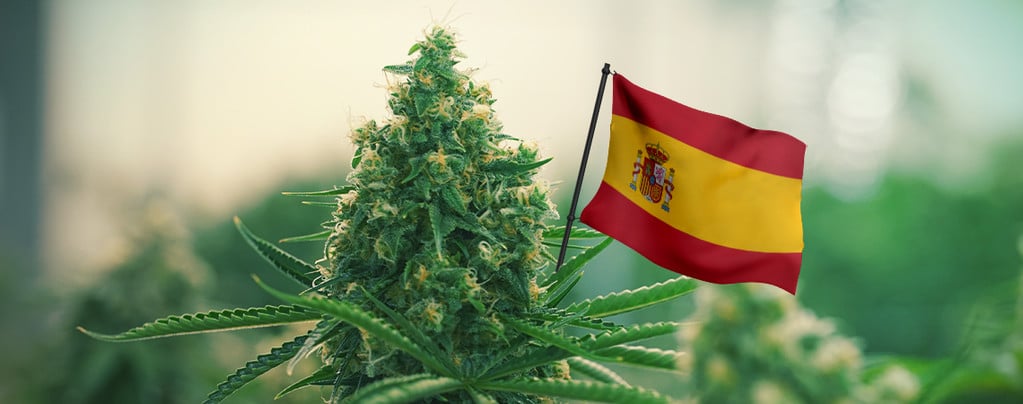 Las Mejores Cepas De Cannabis Para Cultivar En Exterior En España