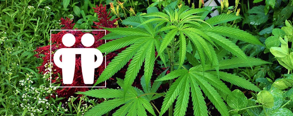 Estimular Y Proteger Tu Cultivo De Cannabis