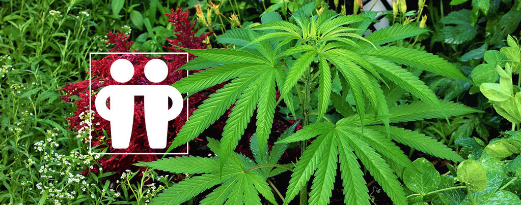 Estimular Y Proteger Tu Cultivo De Cannabis