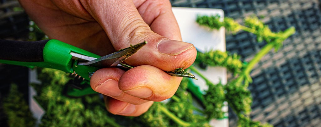 Cómo Limpiar Las Tijeras De Manicurar Cannabis