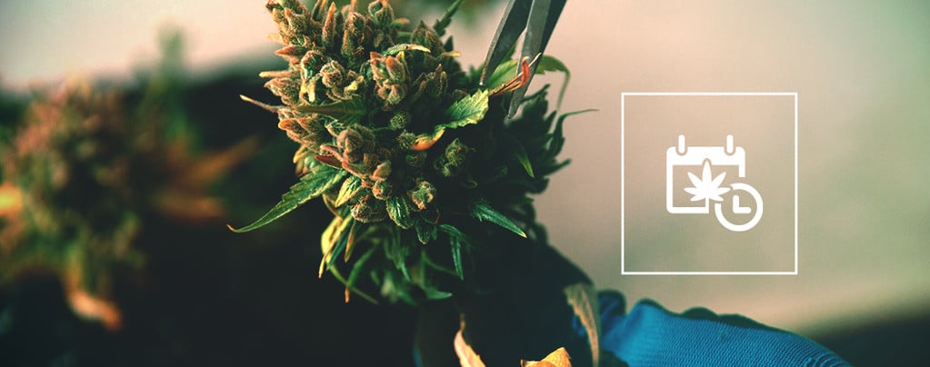 Cómo Acelerar La Floración Y La Cosecha Del Cannabis