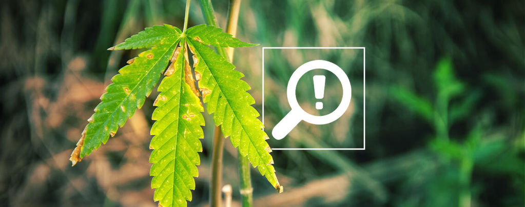 5 Problemas Que Pueden Surgir Durante La Floración Del Cannabis