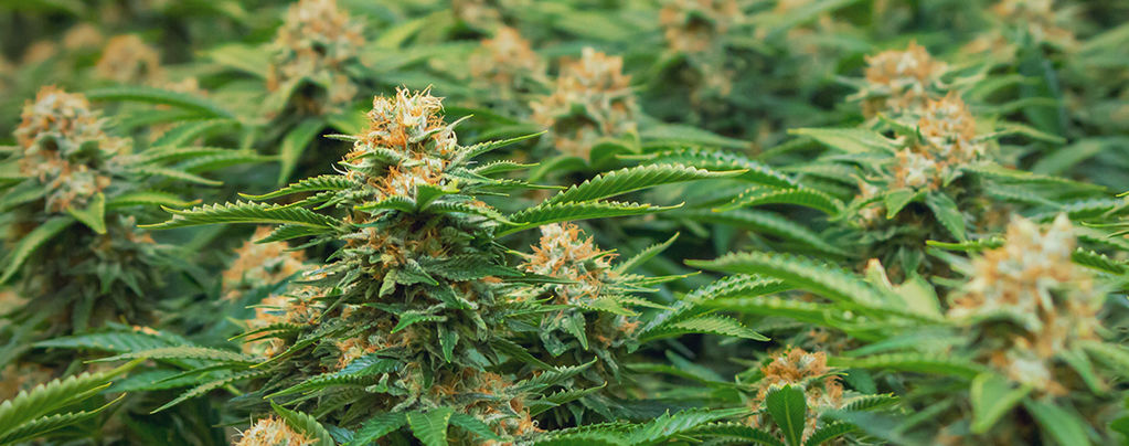 Philosopher Seeds Variedades De Cannabis Para El Método SOG