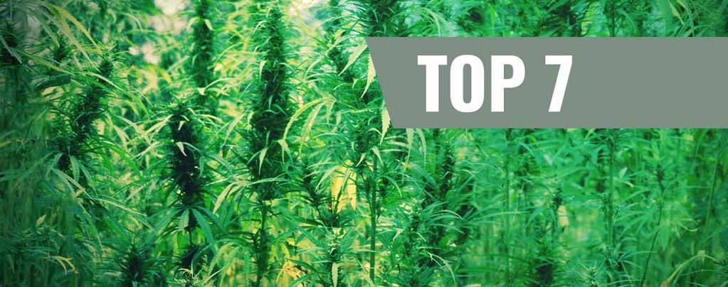 Top 7 Mejores Variedades De Cannabis Y Sus Creadores