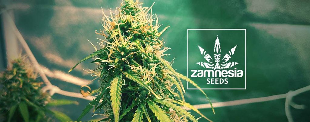 Girl Scout Cookies (Zamnesia Seeds) Feminizada