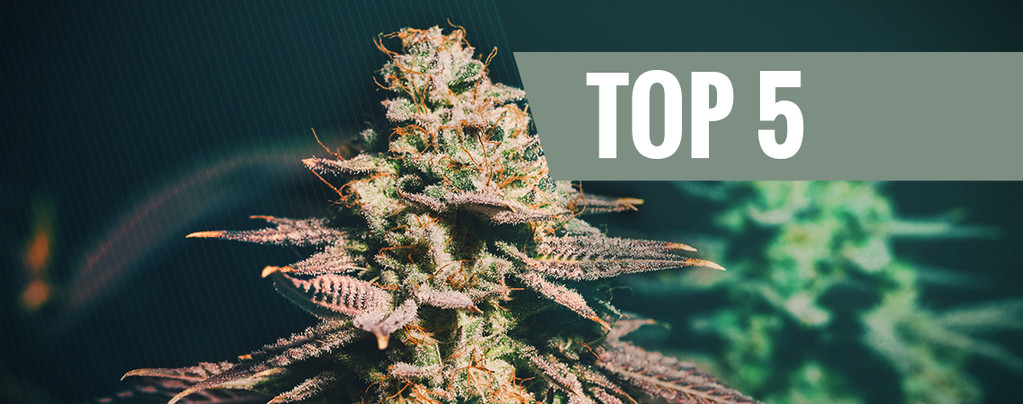5 Mejores Variedades De Cannabis Para Cultivos Tardíos