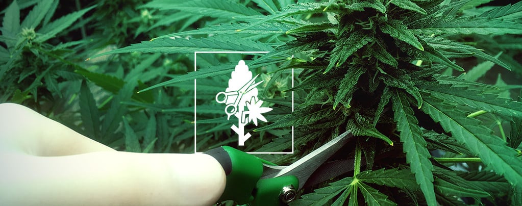 Las 4 Técnicas De Poda Más Adecuadas Para Plantas De Cannabis