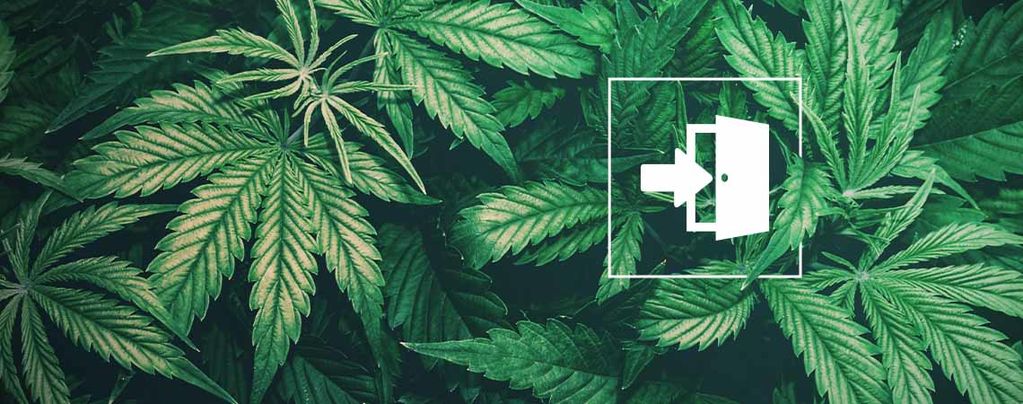 Las Mejores Semillas De Cannabis Para El Cultivo En Interiores