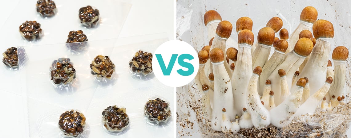 Trufas y setas alucinógenas: ¿Cuáles son mejores?
