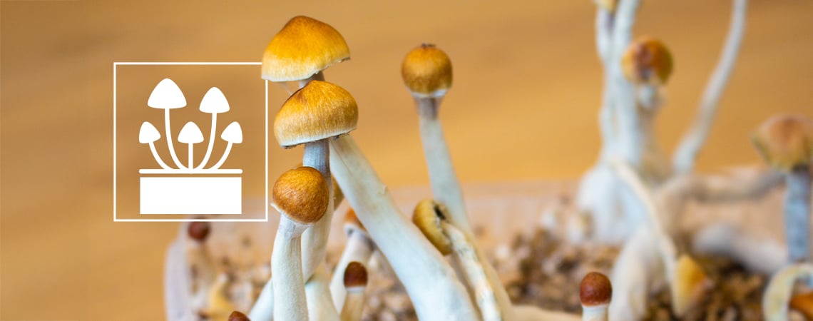 Cultiva Lo Extraordinario: Los 5 Mejores Kits De Cultivo De Setas Alucinógenas