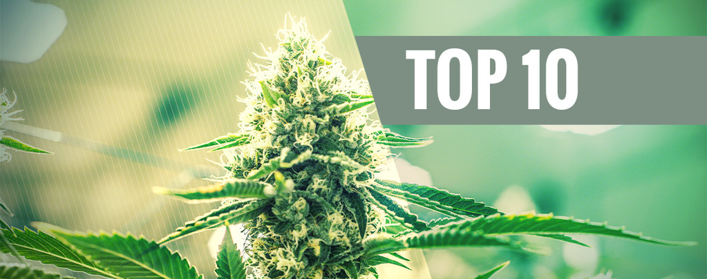 Top 10 De Variedades Cannabis De Kush