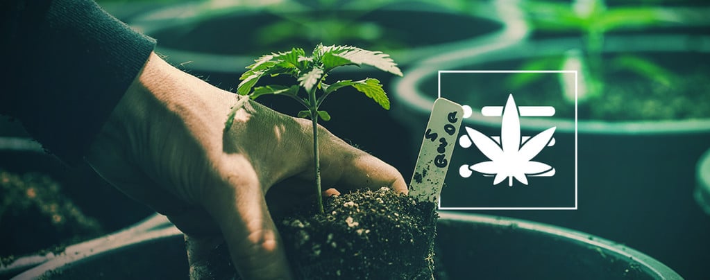 Cómo Cultivar Tu Primera Planta De Marihuana En 10 Pasos