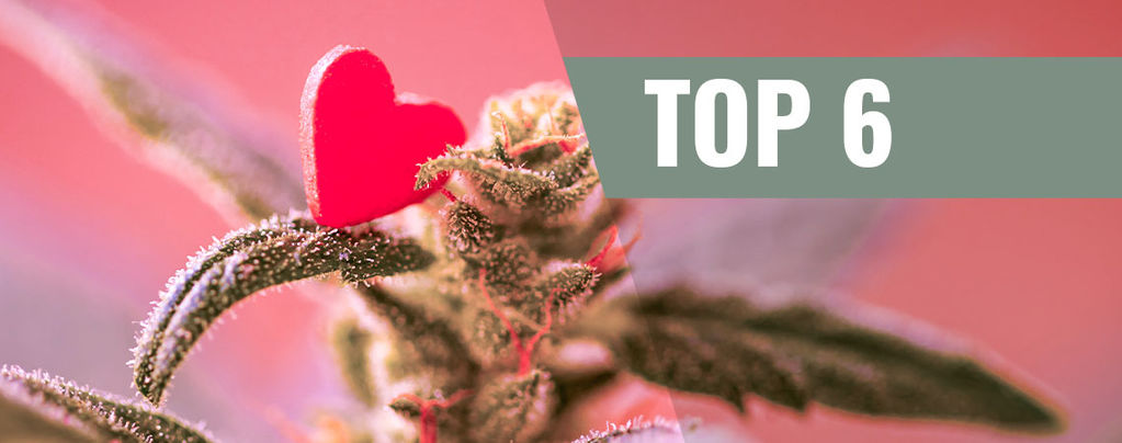 Variedades De Cannabis Para El Día De San Valentín 