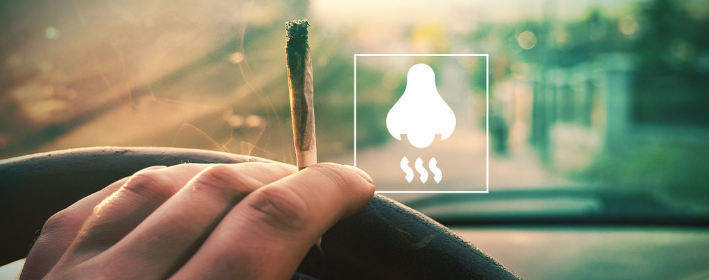 Cómo Eliminar El Olor A Marihuana Del Coche