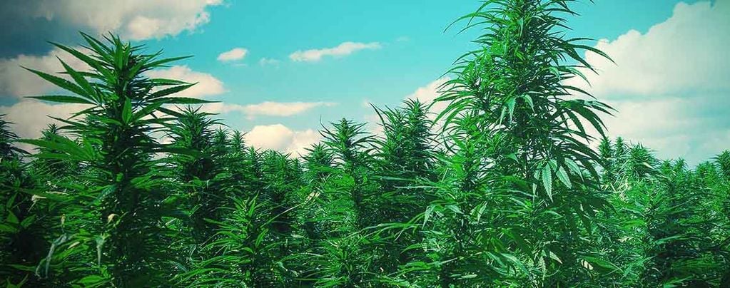 10 Consejos Para Cultivar Árboles De Marihuana