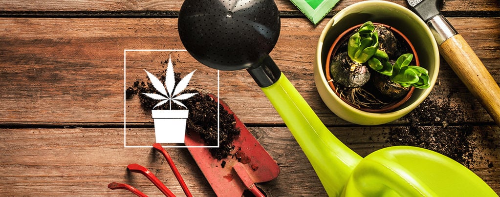 10 Herramientas Indispensables Para El Cultivador De Cannabis