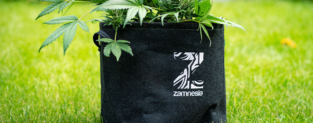 Qué Es Un Smart Pot Y Cómo Crear El Tuyo