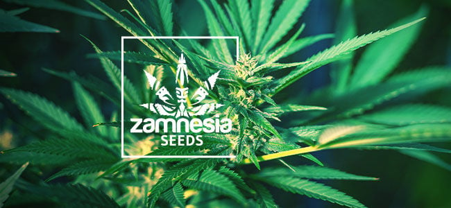 Girl Scout Cookies Automatic (Zamnesia Seeds) feminizada