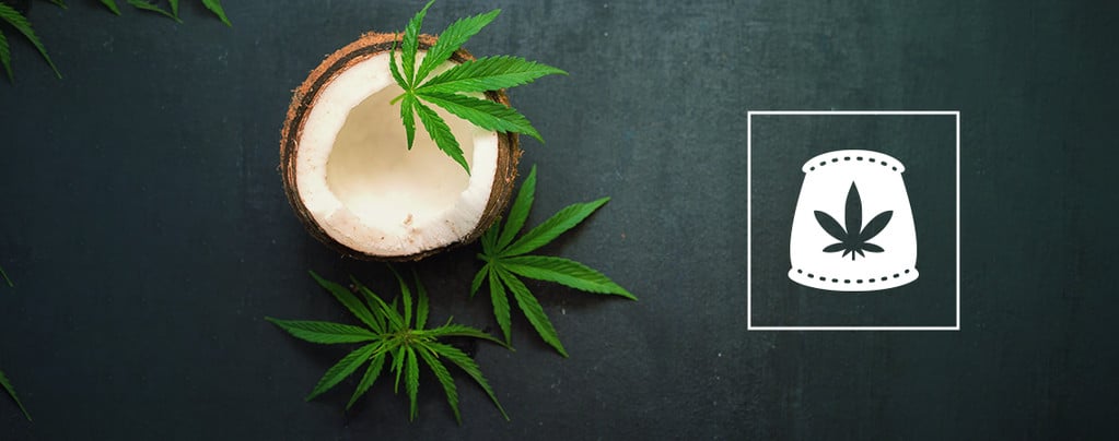Agua De Coco Como Fertilizante Orgánico Para Cannabis