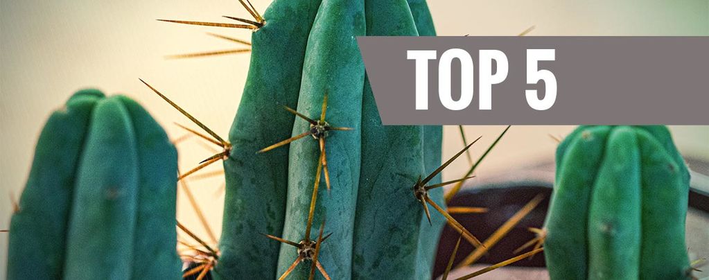 Top 5 Cactus De Mescalina