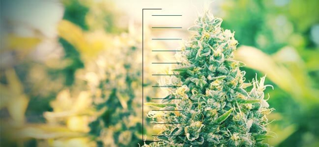 Top 10 De Plantas de Cannabis Compactas
