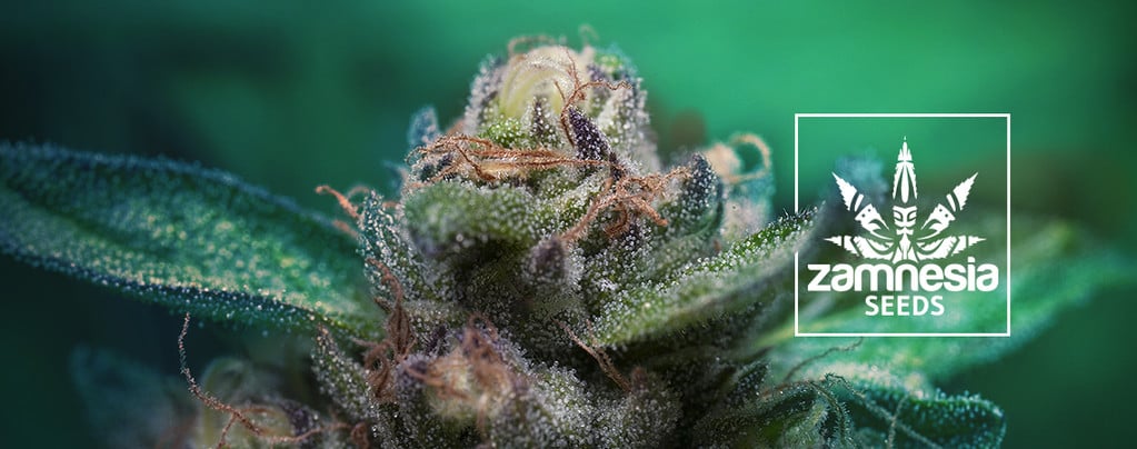 Auto Purple CousKush (Zamnesia Seeds) Feminizada