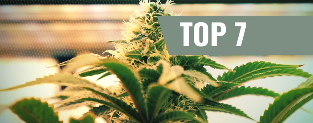 Top 7 De Factores De Iluminación Para Cultivar Marihuana