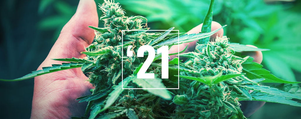 Guía 2024: tipos de semilla de marihuana