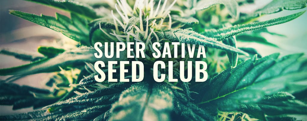 Super Sativa Seed Club