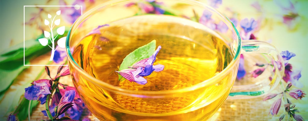 Té De Salvia Divinorum