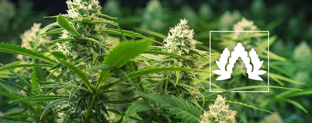 Mejores Variedades De Cannabis Para Cultivar En SOG