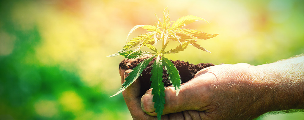 Lo Que Debes Saber Antes De Cultivar Cannabis