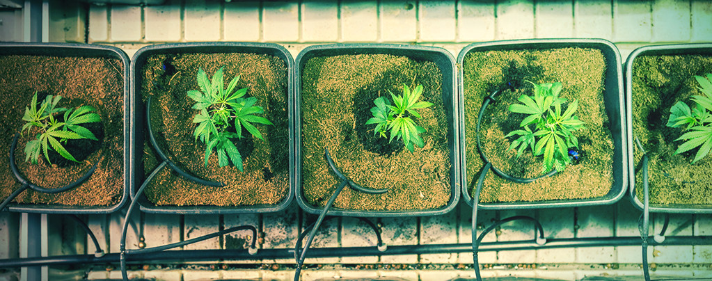 5 Formas De Aumentar Rus Cosechas De Marihuana