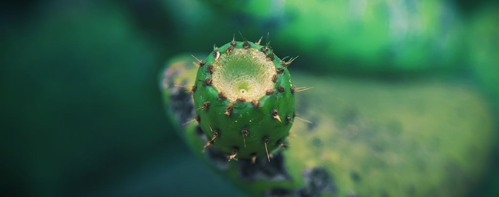 Cactus de Mescalina