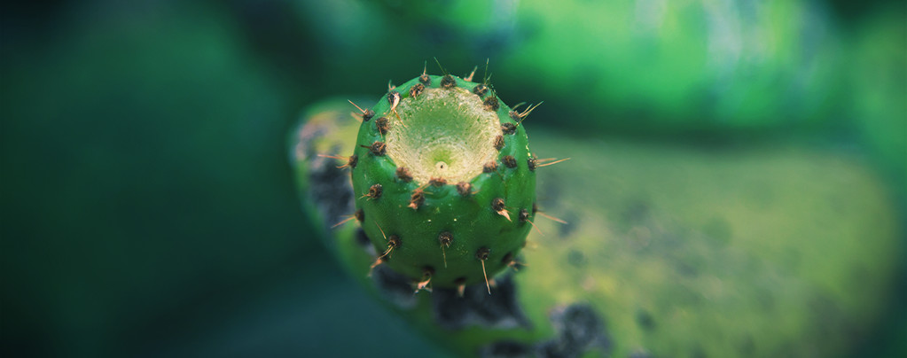 Cactus de Mescalina