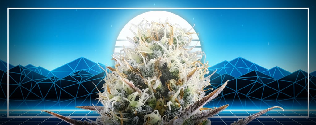 Blue 2.0 (Kannabia x Zamnesia) feminizada