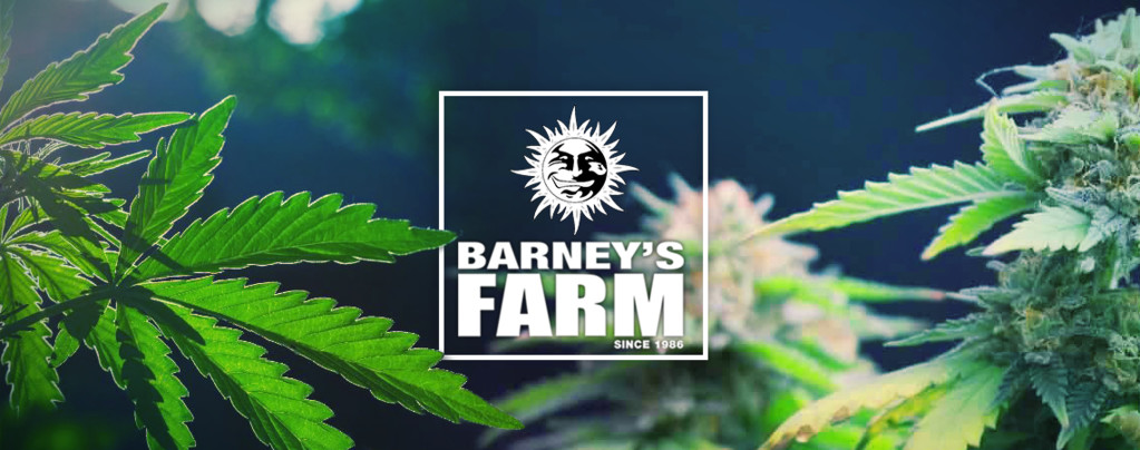 Las Mejores Cepas De Cannabis De Barney's Farm