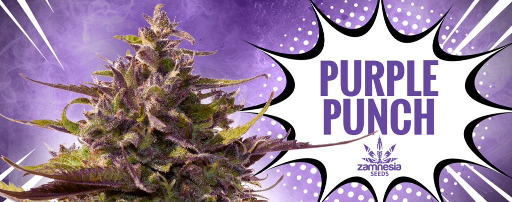 Purple Punch (Zamnesia Seeds) feminizada