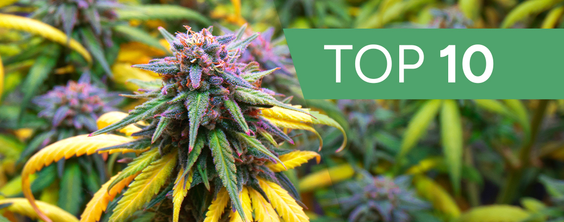 Top 10 De Cepas De Cannabis Para El Otoño 