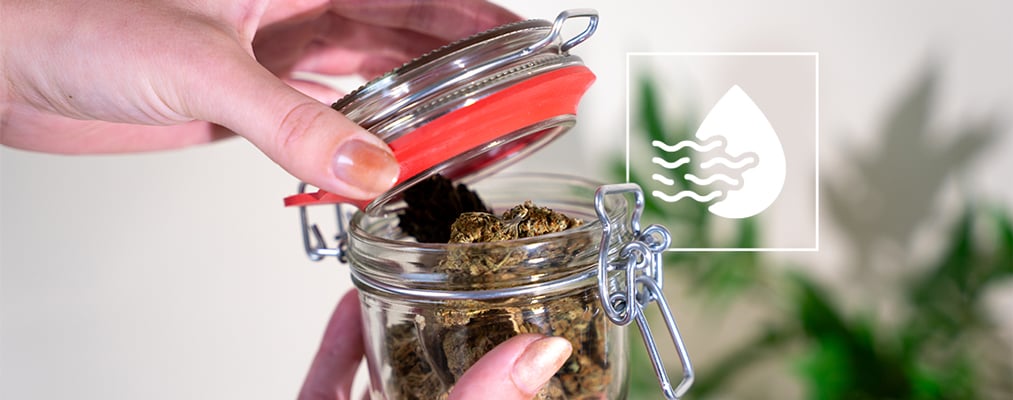 Cómo Secar Y Curar Correctamente Un Brote De Cannabis
