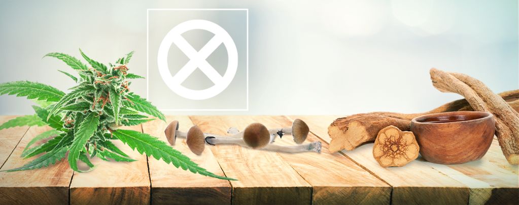 La Hierba, Las Setas Y La Ayahuasca No Son Drogas