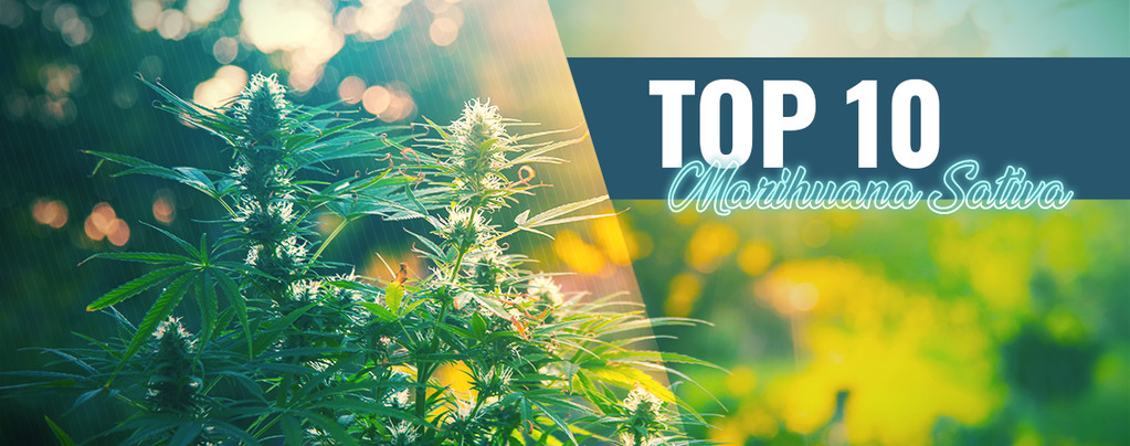 Top 10 De La Mejor Marihuana Sativa En Ámsterdam
