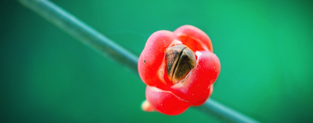 ¿Qué Es Ma Huang (Ephedra Sinica) Y Qué Efectos Tiene?