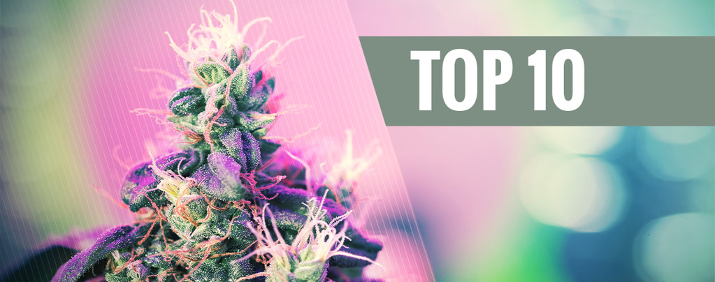 Top 10 De Cepas De Cannabis Premiadas